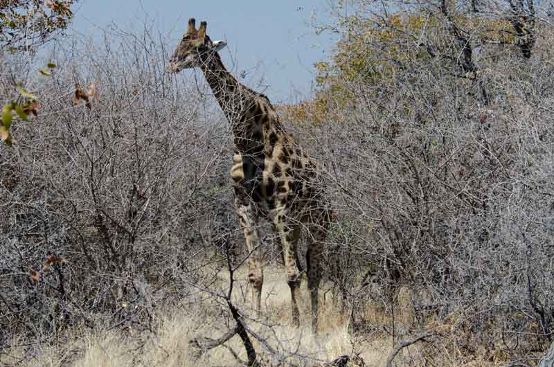 130 - Namibia - jirafa - parque nacional de Etosha